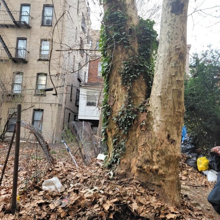 Tree Removal Brooklyn