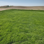 Healthy thick lawn means no weeds