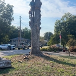 Dead Oak Removal