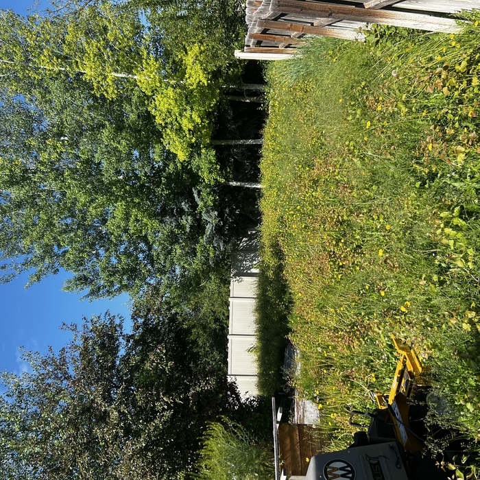 Yard Cleanup