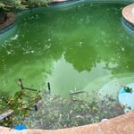 Green To Clean