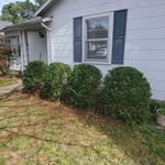 Bush trimming