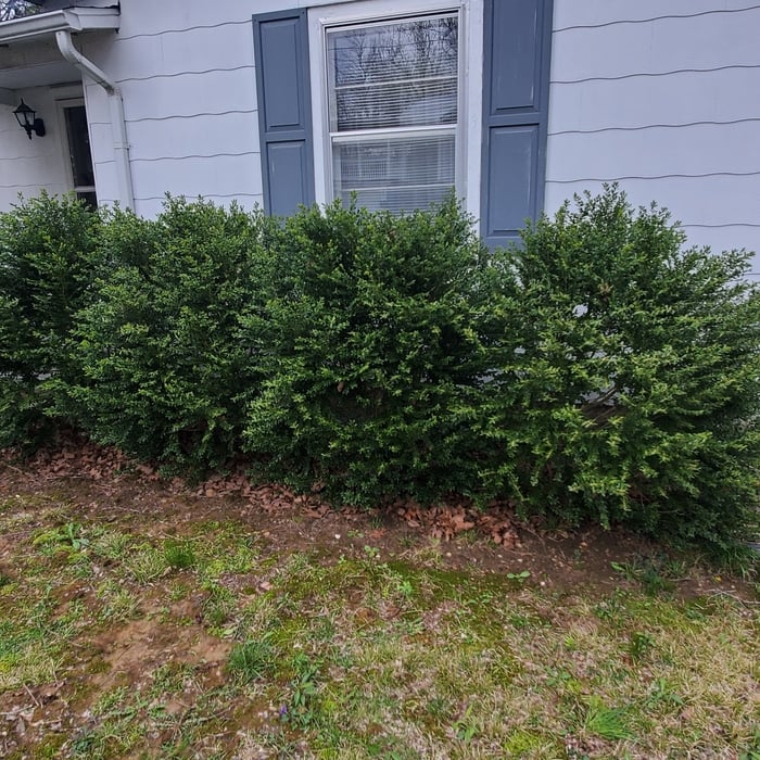 Bush trimming