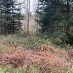 Mulching/land clearing