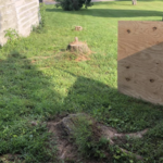 Stumps Before