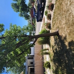 tree removal