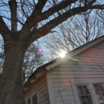 Tree Removal