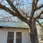 Tree Removal