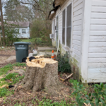 Tree Removal