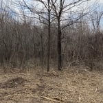 Undergrowth Mulching