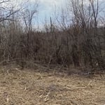 Undergrowth Mulching