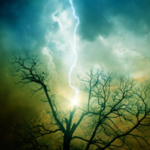 2 The T Tree Service LLC