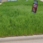 Cut grass