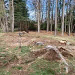 30 Stumps Removed
