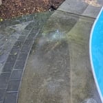 algae
