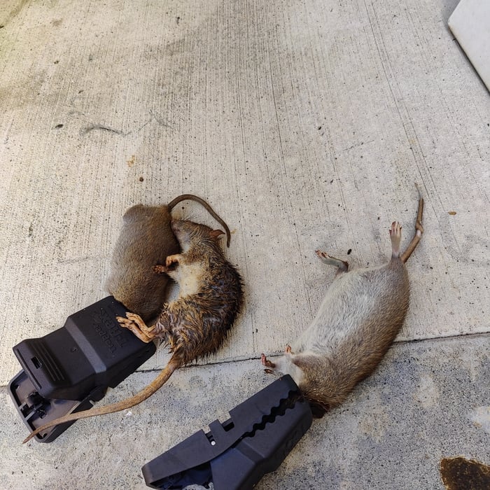 Rat Extraction