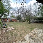 Before picture, two large ash trees