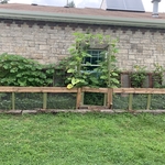 garden wall