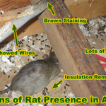 Rodent inspections and exclusion services