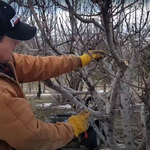 Tree Services