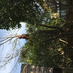 Tree removal