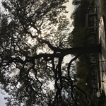 Oak tree SA Historic