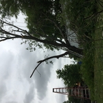 Tree removal