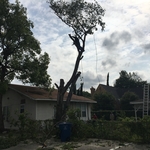 Tree removal