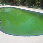 Before and After- Algae