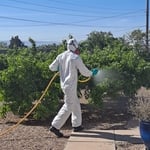 Tree & ornamental pests Spraying