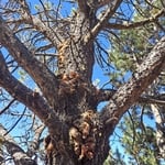 Tree Pest/ Fungus