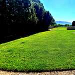 Turf Pests & Fungus