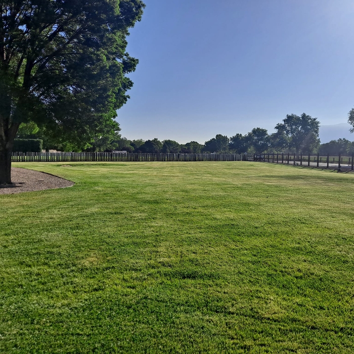 Turf Pests & Fungus
