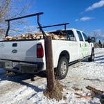 Tree Work