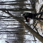 Tree Work