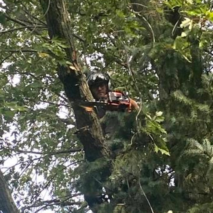 Tree Work