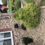 Trimming bushes