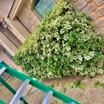 Lawn Care