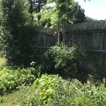 Fence line trimmed