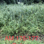 5 foot wide path