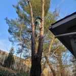 Cherry Tree Removal