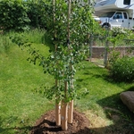 Prestige Landscaping
