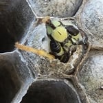 The Birth of A Yellow Jacket!