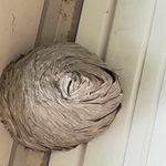 Large Yellow Jacket Nest