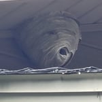 Bald Faced Hornet Nest Above Front Door!