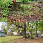 Reoccurring Yard Cut