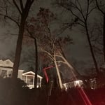 Two Trees