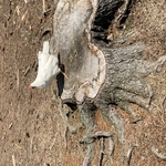 White pine stump