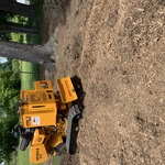 Pine stump grindings