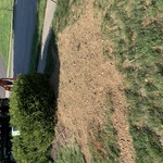 Completed Stump Grinding